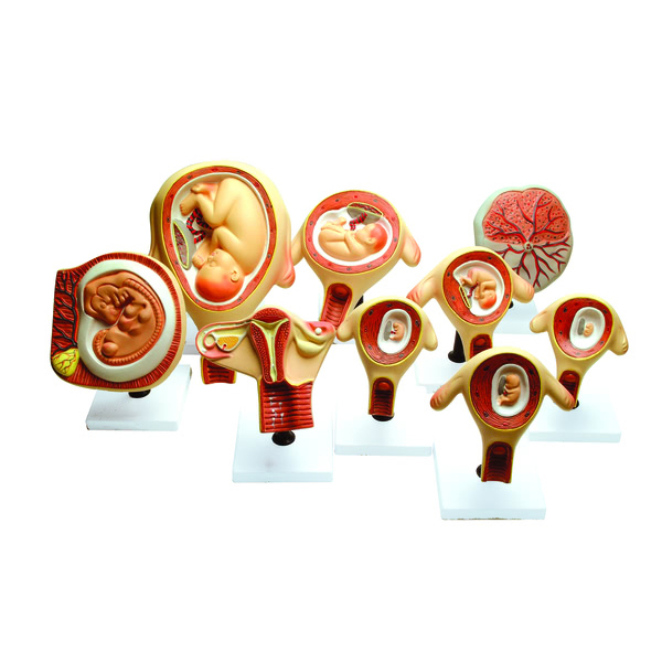 Period of Gestation Model (Set of 9)