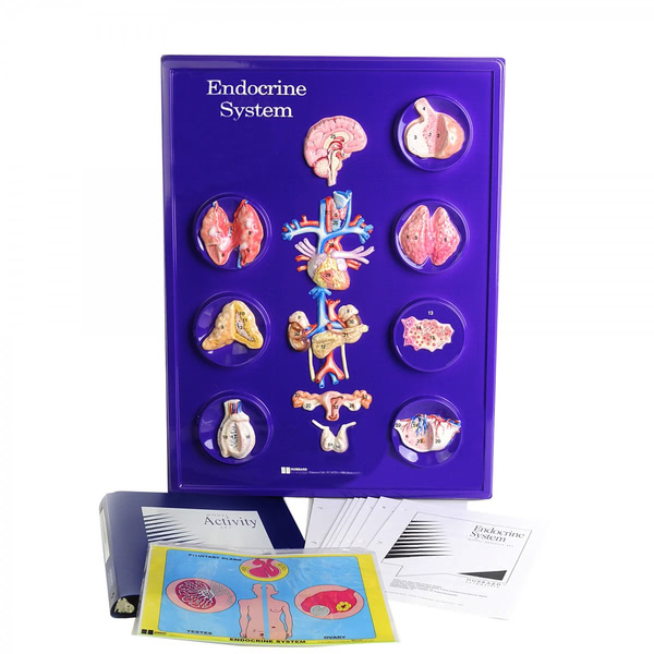 Endocrine System Model