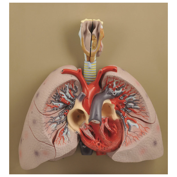 Lungs &amp; Larynx Model