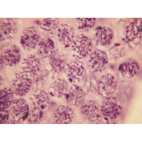 Cell Division slide set of 9