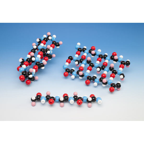 Polypeptide Molecular Model Kit