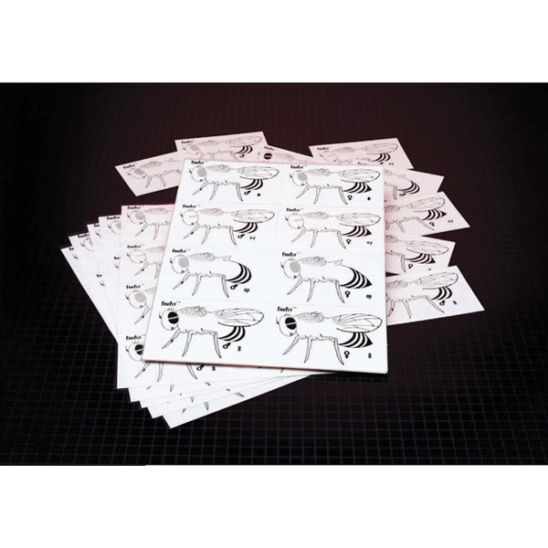 Fruit fly Genetics Kit