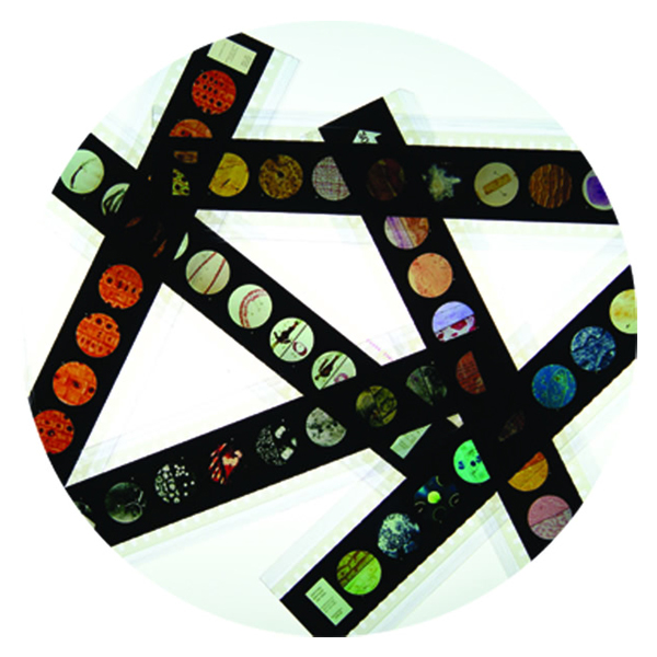 Microslide Helpful Bacteria