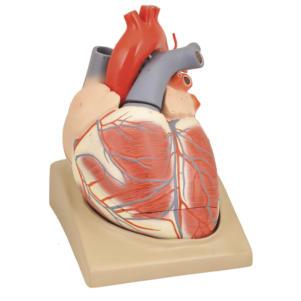 Heart Model