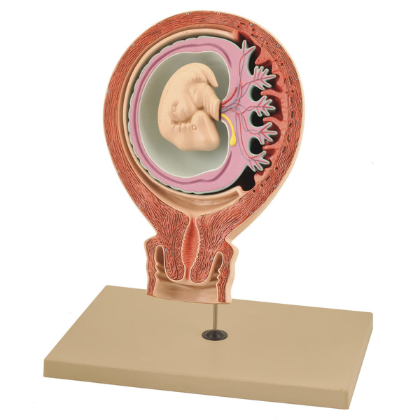 Human Foetus Model
