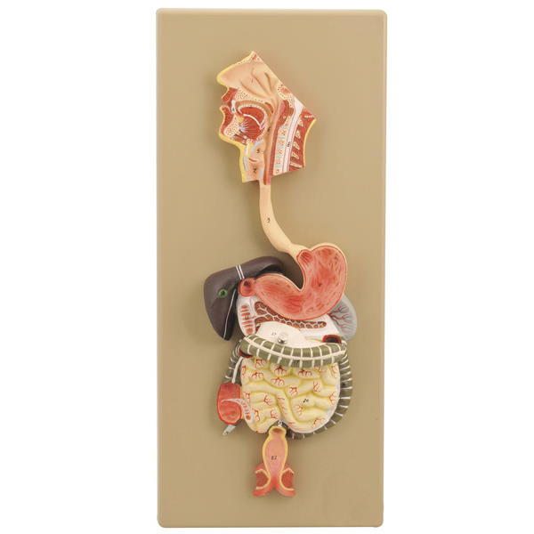 Digestive System (Human) Model
