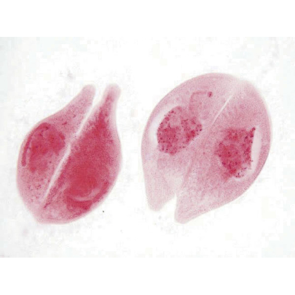 Protozoa and Algae set of 20