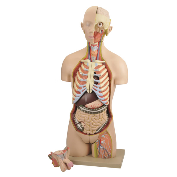 Torso (Life-size) Model