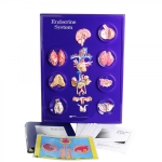 Endocrine System Model