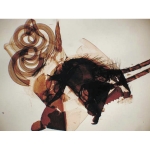 Insect Anatomy slide set of 9