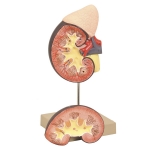 Kidney with Adrenal Gland Model