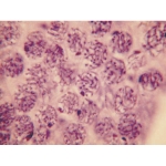 Cell Division slide set of 9